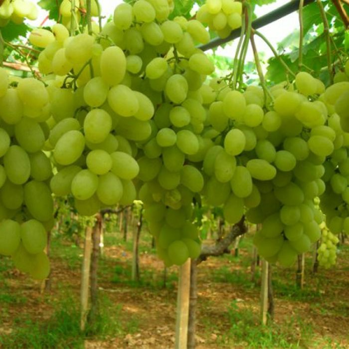 Vita de vie nobila altoita alba 25 de soiuri