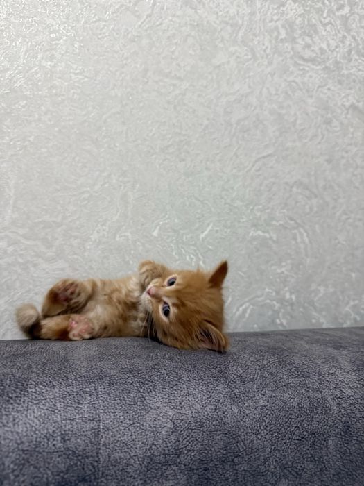 Продам котенка