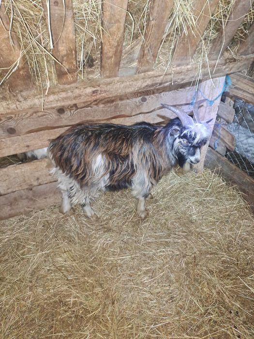 Vând 3 iezi din vară