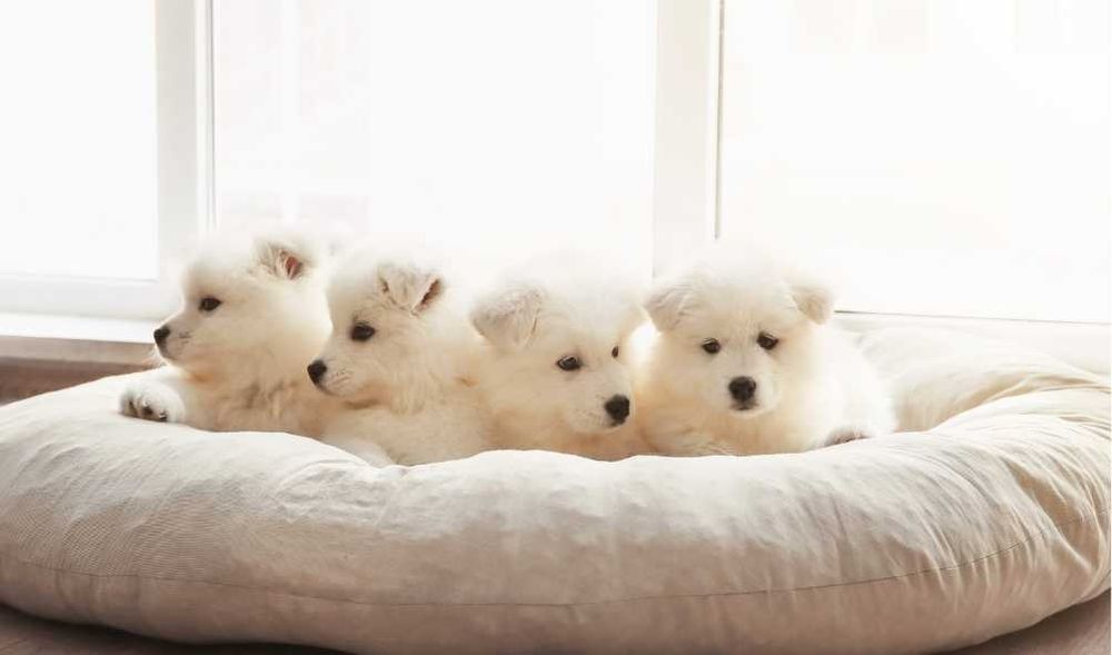 Уникальные самоеды высочайшего класса от элитного питомника Fulgrim