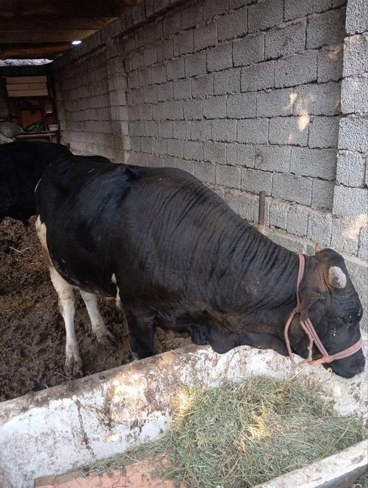 Корова келишамиз