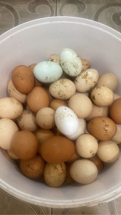 Продам цеплят Ломан браун