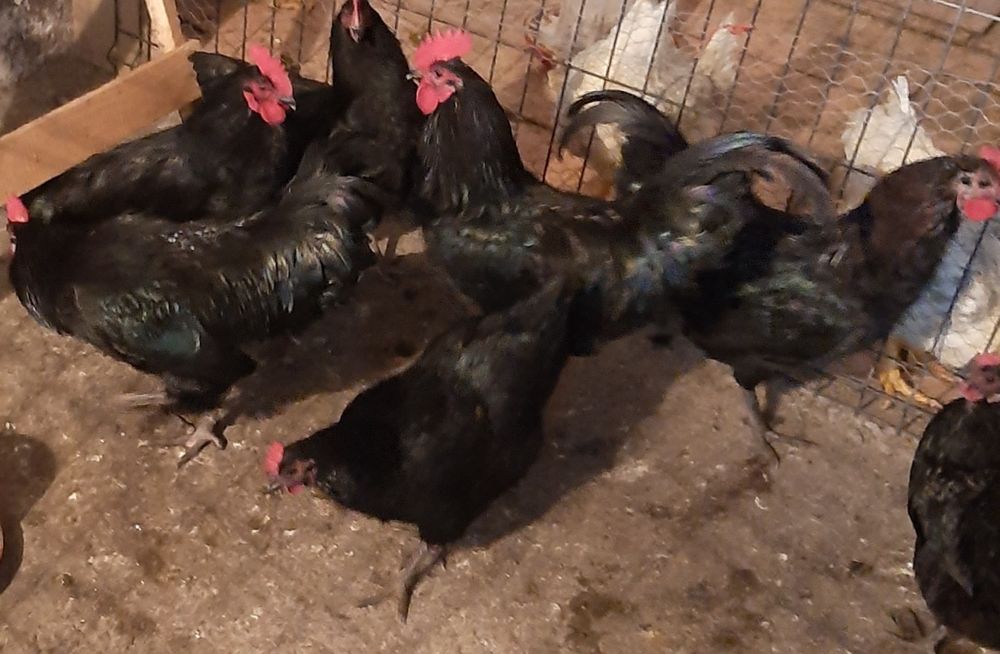 Cocos australop negru