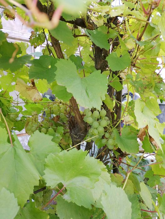 дача Сад Металлург 6 сот