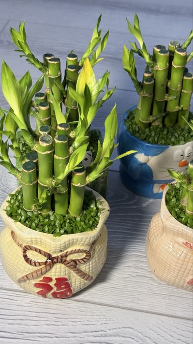 Мини бамбук-Бамбук счастье