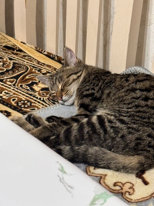 Отдаю в хорошую руку