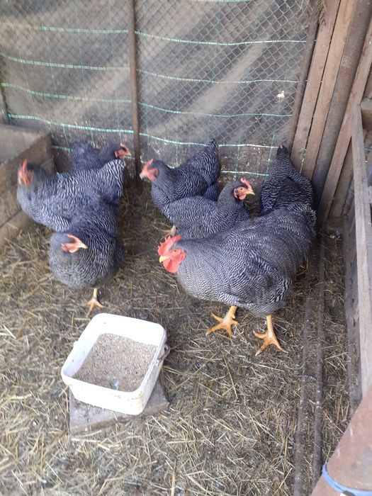 Ouă playmout rock barat