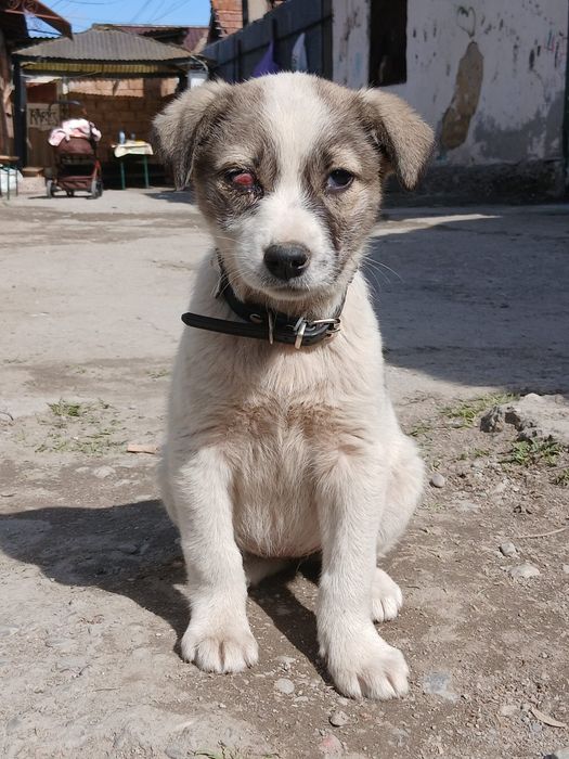 Pui de câine spre adopție