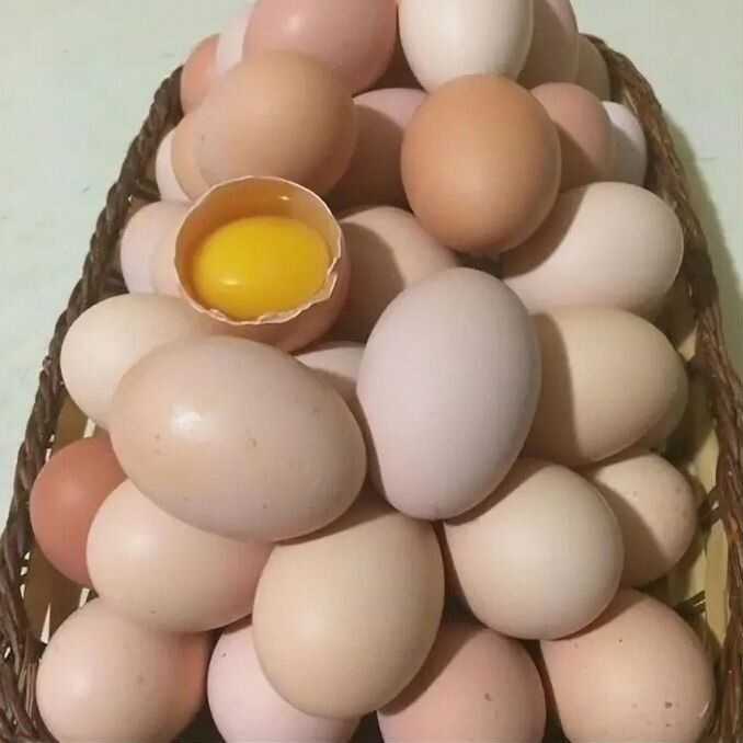 Продается инкубационные куринные яйца