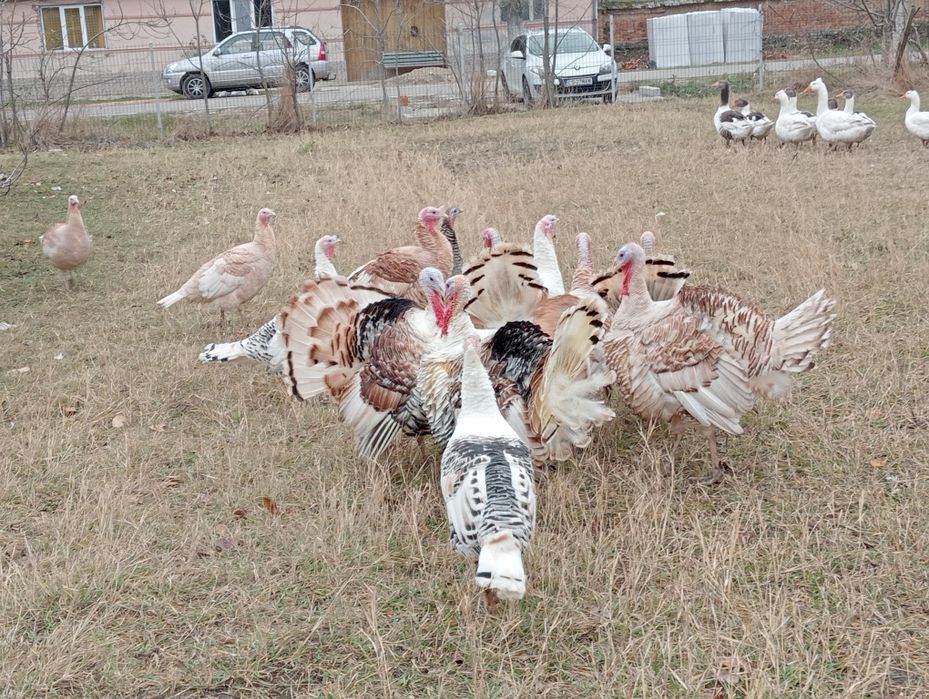 Curcani de țară bio