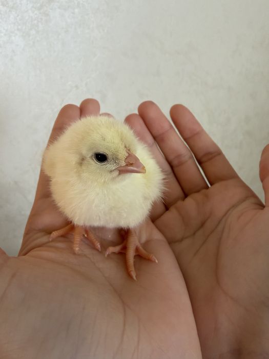 Бройлеры суточные