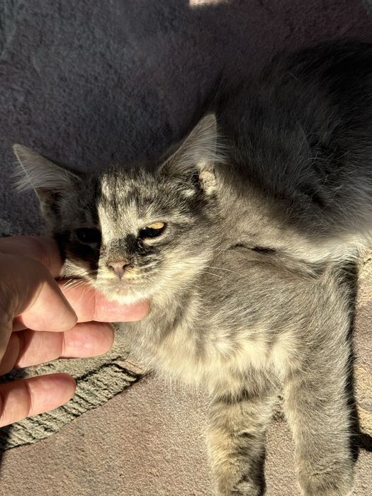 Кошки бесплатно