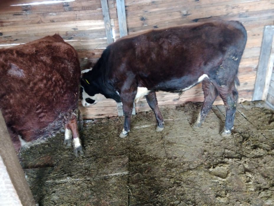 Продаю быка домашнее но