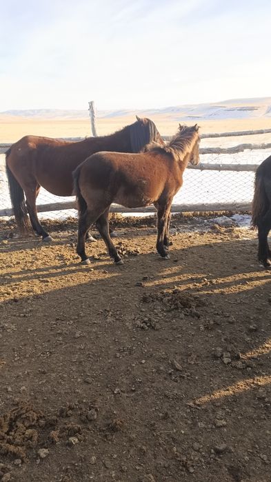 Продам еки бас бие. Буаз коктемде кулындайды