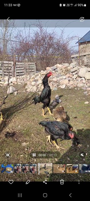 Продам цыплят-дакана-кореец,хинан 100%