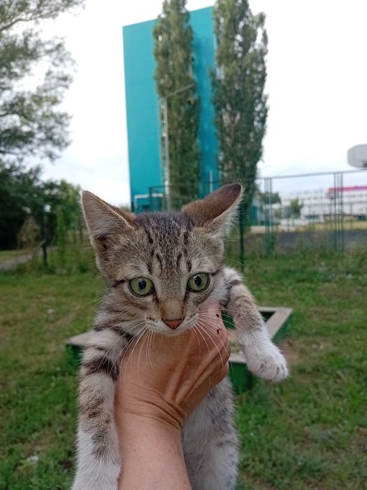Отдам в хорошие руки