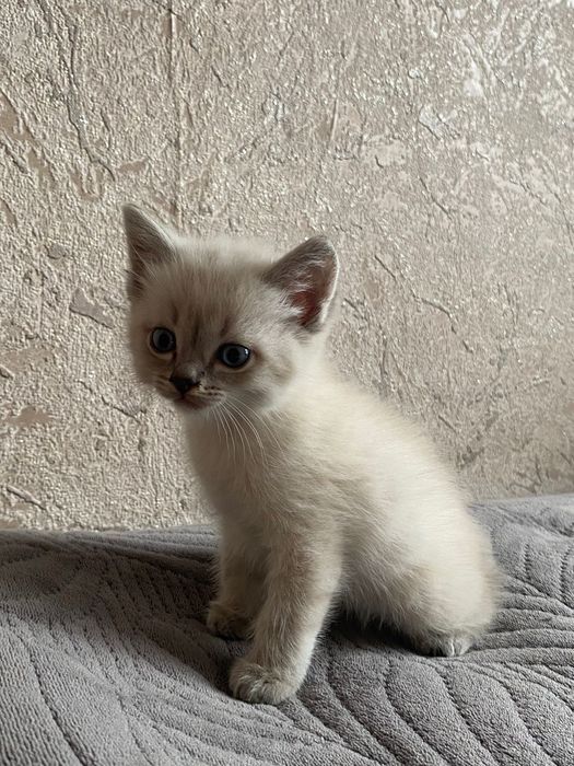 Котята бесплатно