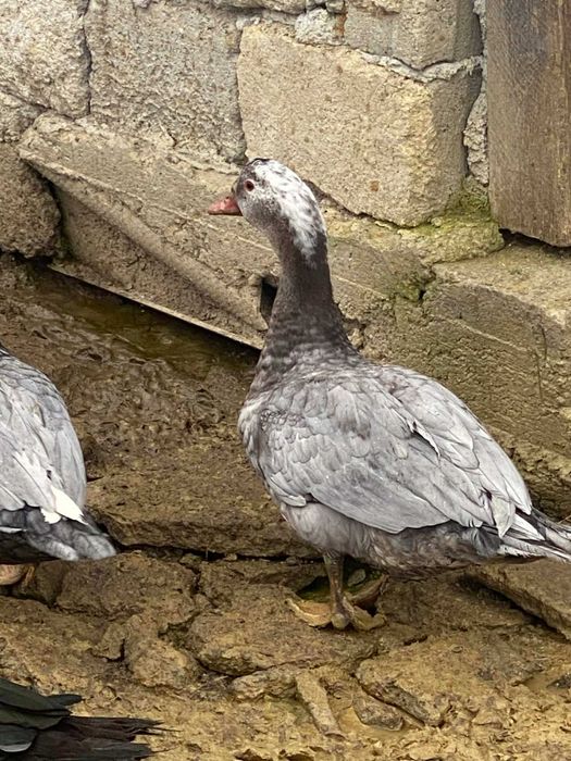 Vand doi ratoi la alegere