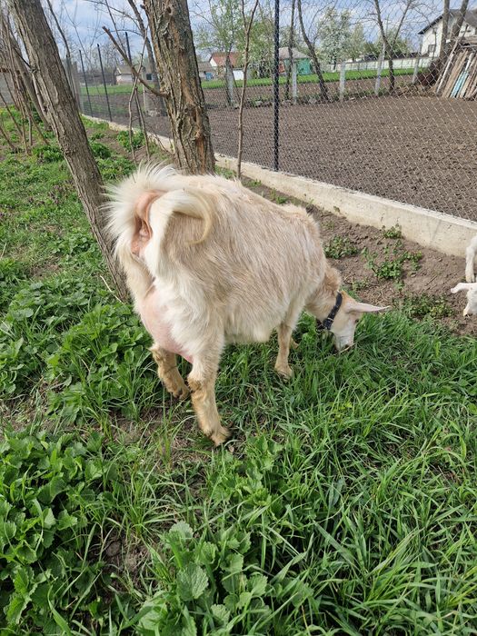 Capră tânără(prima fătare)+2 ieduti