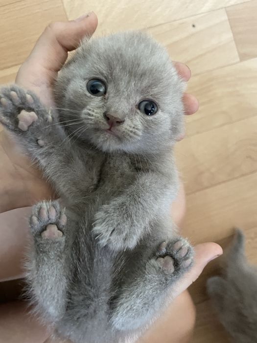 Отдам  котят в добрые руки