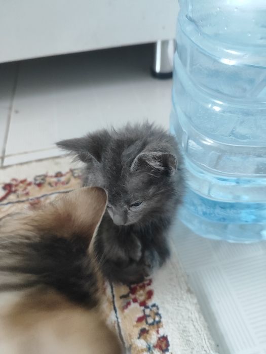 Отдам в добрые руки