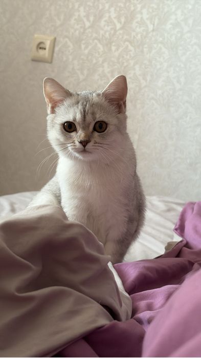 Отдам котенка шотландского 5мес в добрые руки