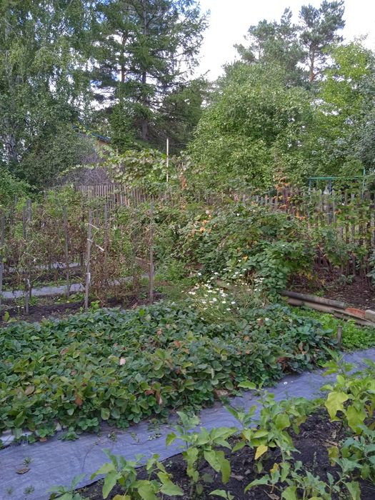 Продам дачу в обществе "Садовод"