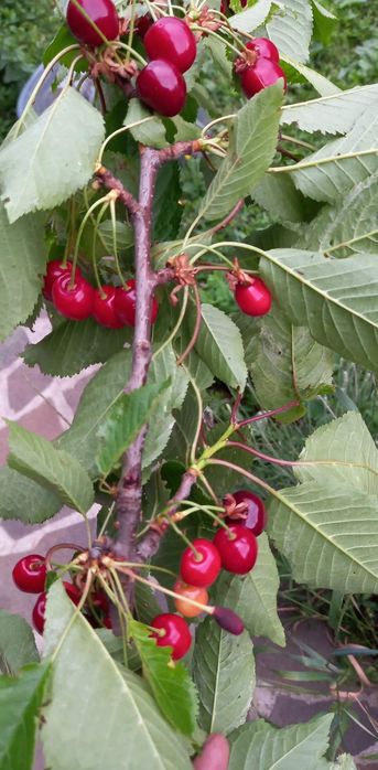 Nuci Chandler Paulownia Ciresi.Mosmon.Migdal.Coaz.Salcam.Tei.Prun.FAN ...