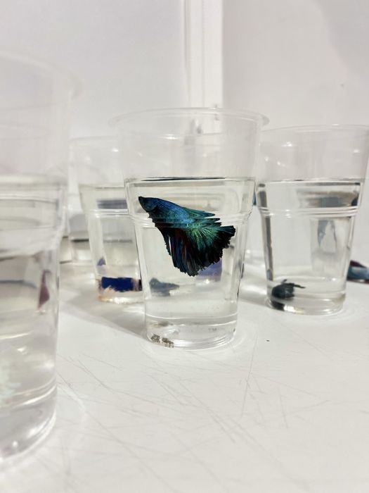 Петушок. Хит среди аквариумных рыб