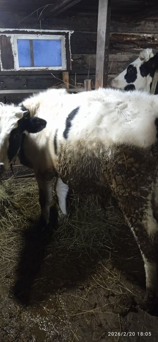 Домашний скот телята