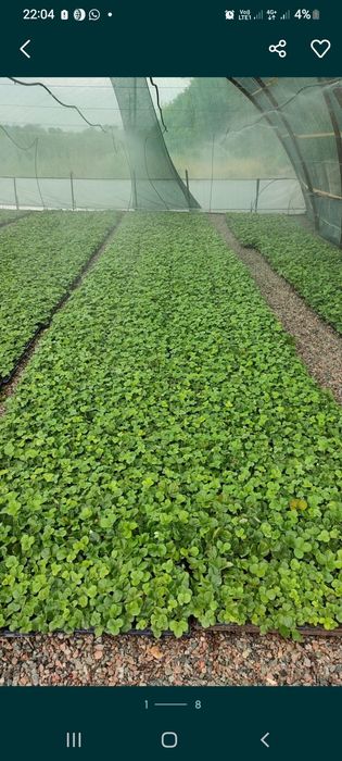 Рассада клубники альбион