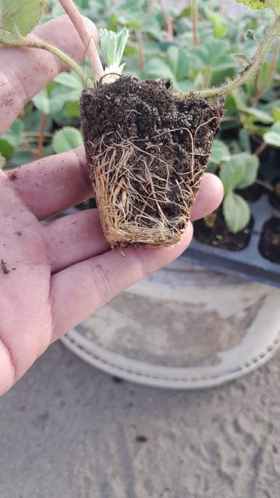 Продам рассаду клубники