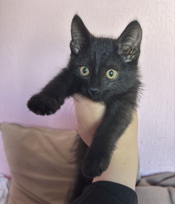 Отдам котенка в добрые руки