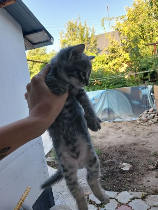 Отдам котят в добрые и ласковые руки