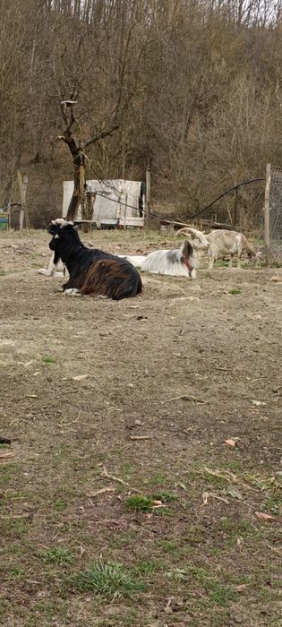 Capra la prima fătare cu ieduță