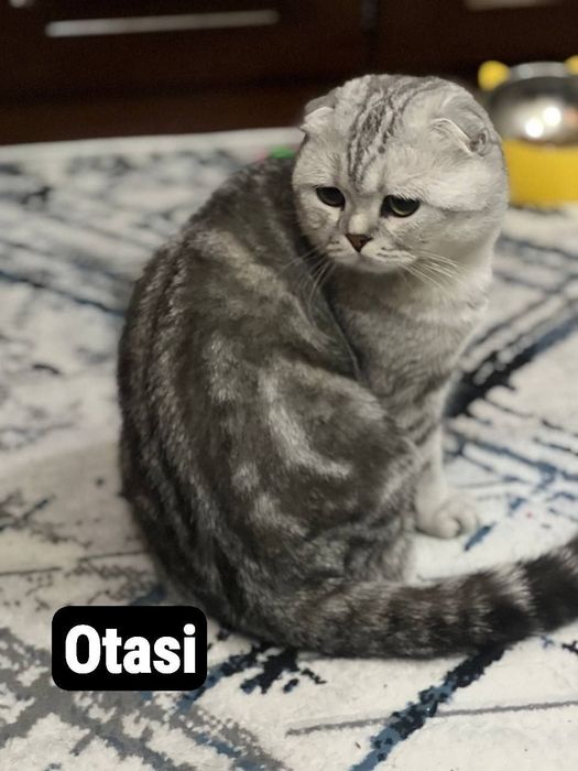 Skotish fold mushukchala скотишфолд котятя