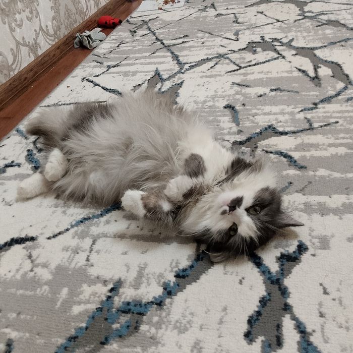 Shoshilinch! Premium uzun junli mushuk sotiladi

Juda chiroyli, opp