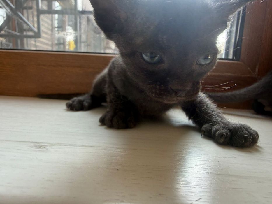 Котенок сфинкс браш