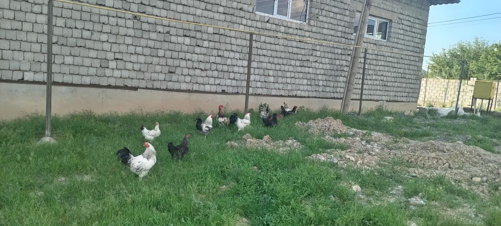 Продаются петухи