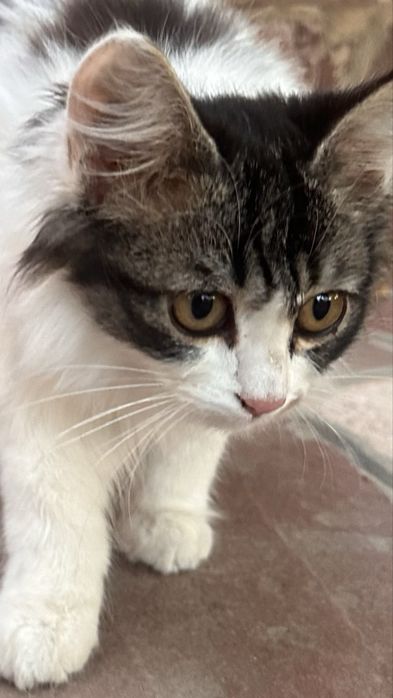 Котенок ищет дом
