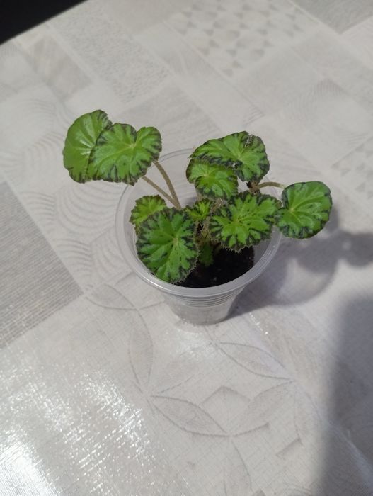 Комнатные растения