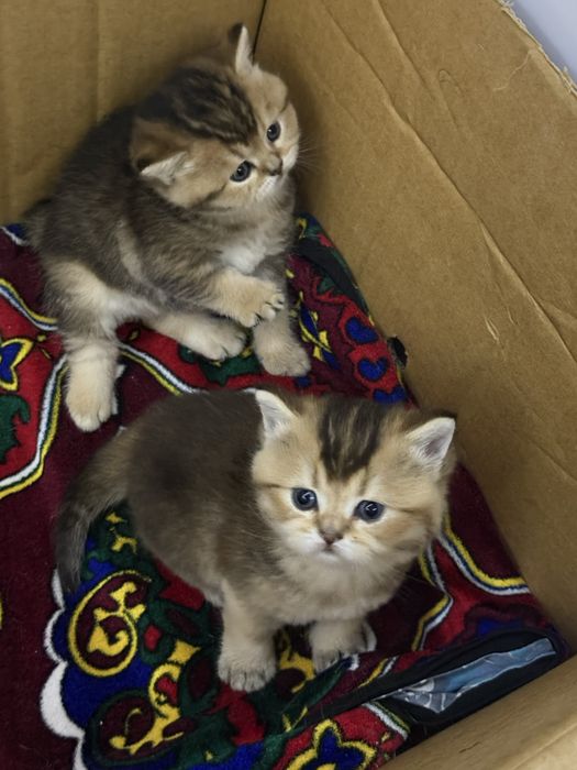 Scottish gold Straight