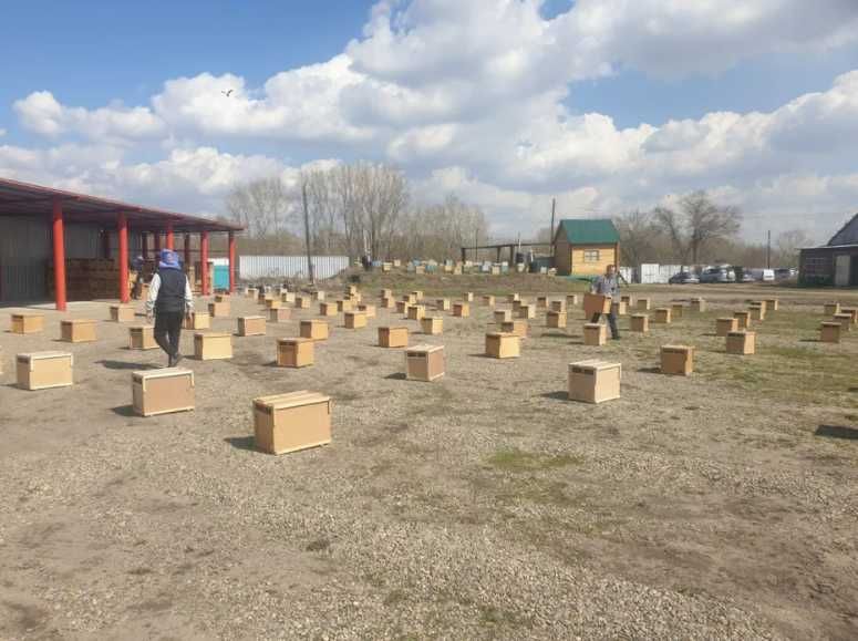 Пчелопакеты (пчелы)