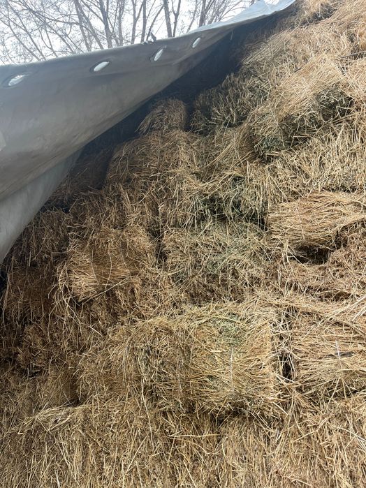 Жонышка 2 кост кургак су тимеген