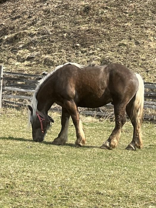 Armasar Comtois in primavara face 3 ani