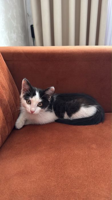 Отдам котенка мальчика