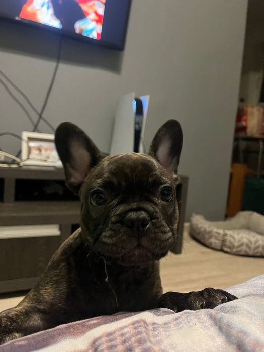 Buldog Francez Mascul