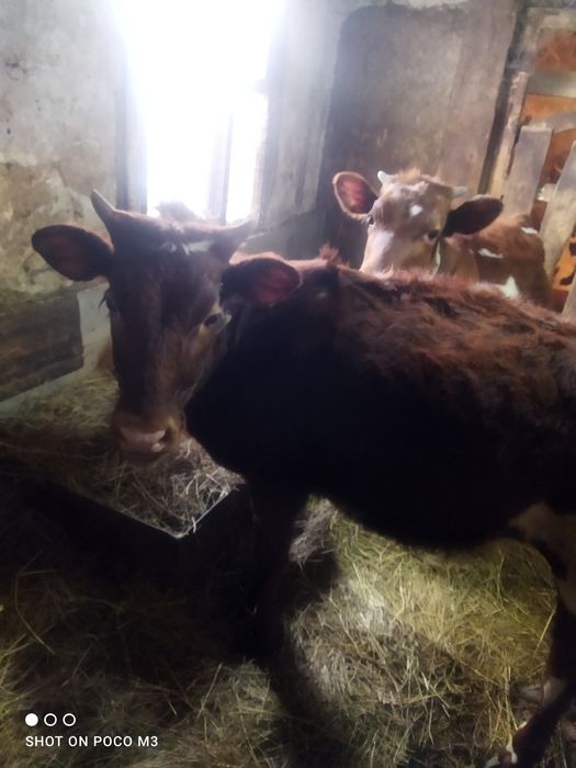 Тёлочки 8 месяцев