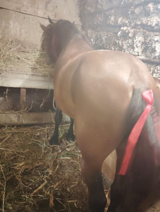 Cal de vânzare 6 ani sunt de acord pentru ori ce proba preț 80 mil