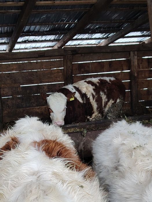 Vând viței bălțați și belgieni